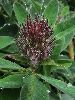 <em>Trifolium alpestre</em>